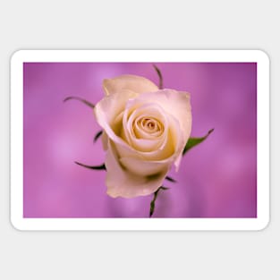 Single White Rose Sticker